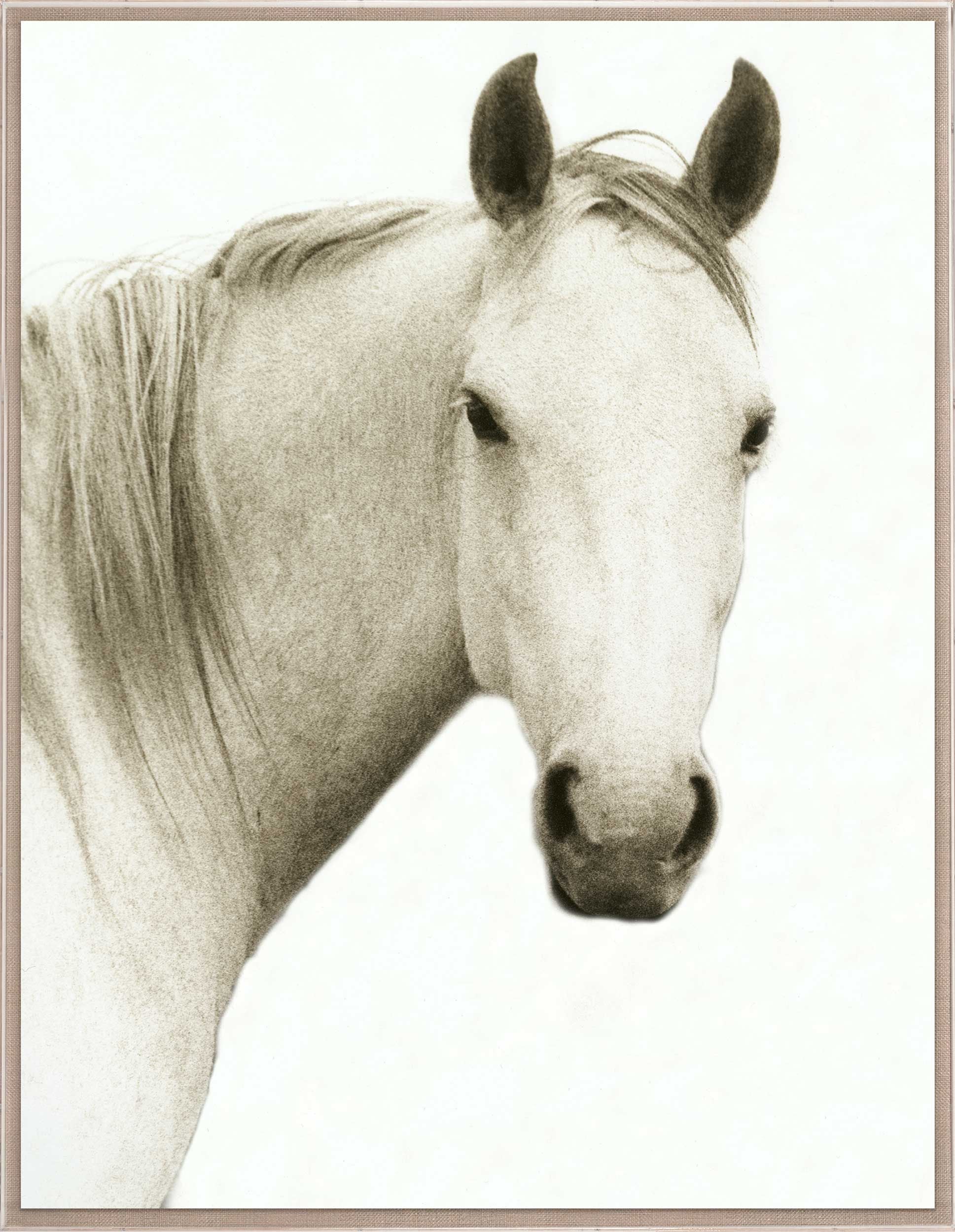 Natural Curiosities Hyden Horse Solo