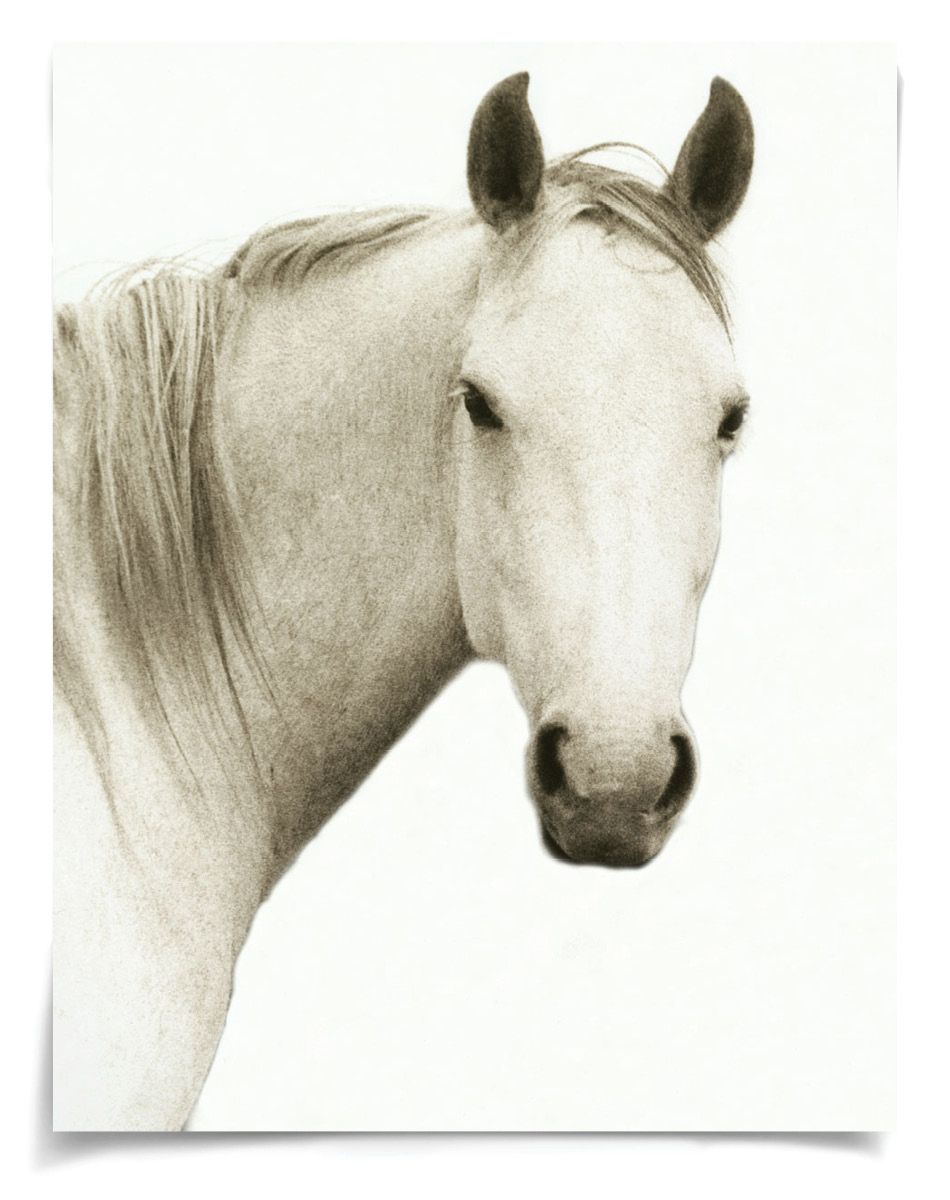 Natural Curiosities Hyden Horse Solo