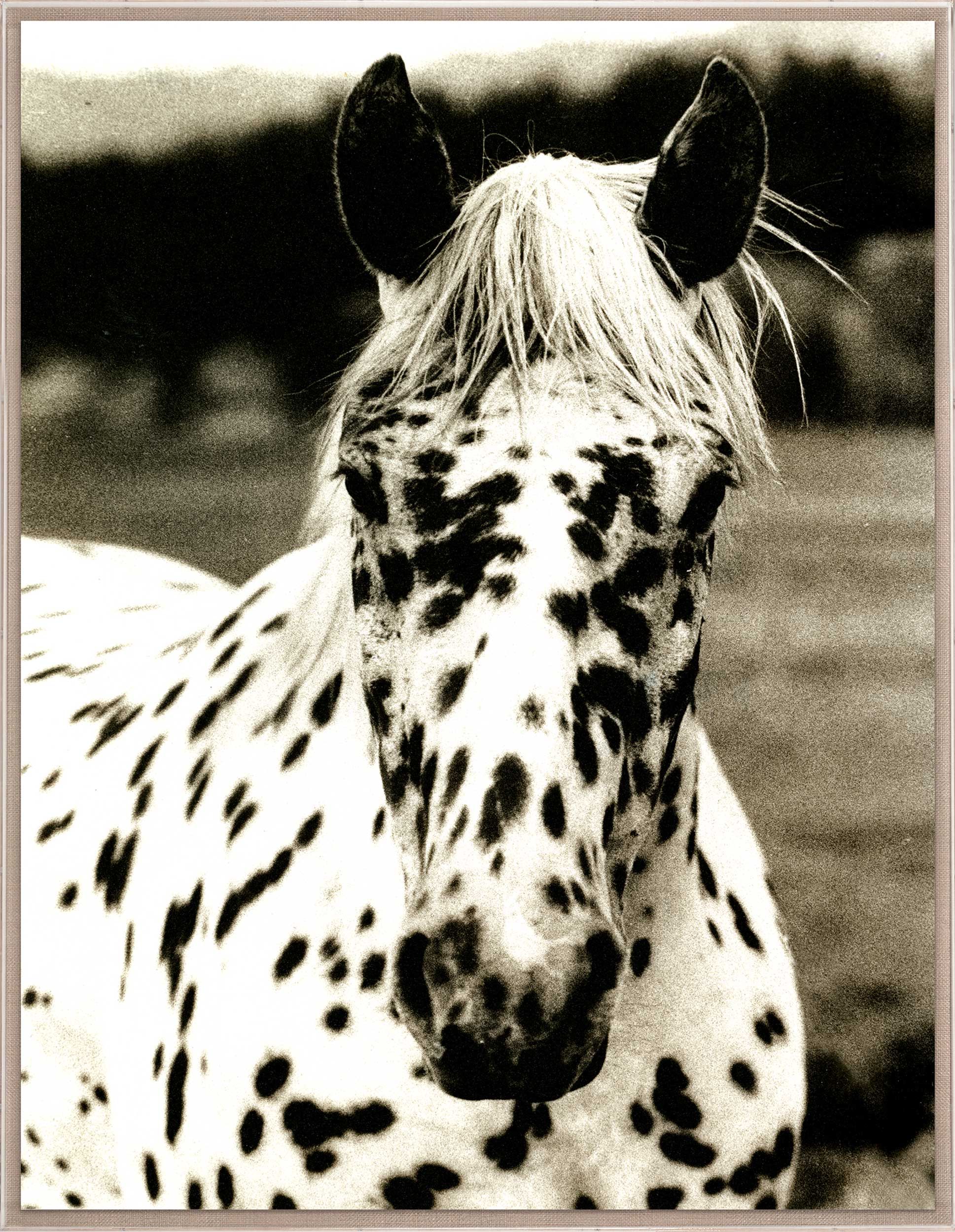 Natural Curiosities Hyden Horse Spotted