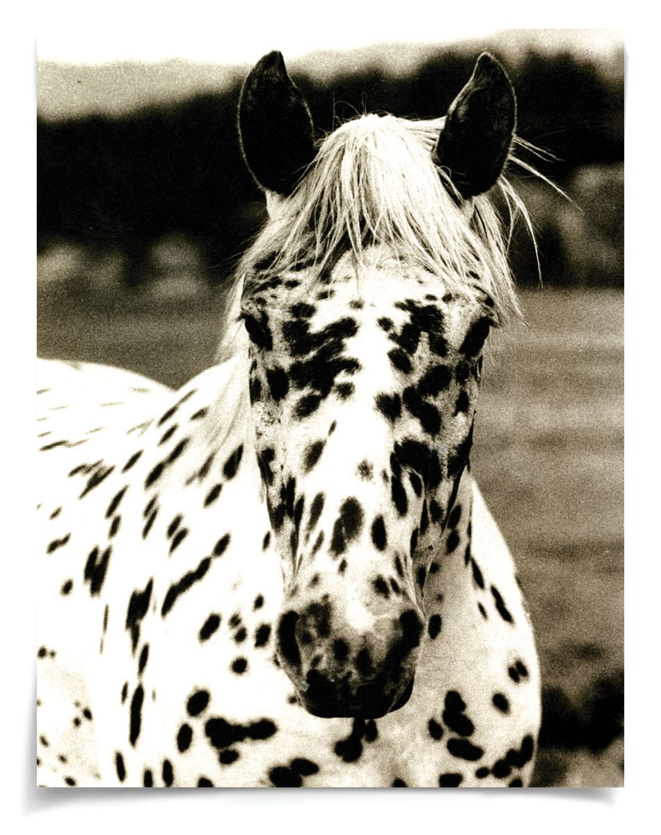 Natural Curiosities Hyden Horse Spotted