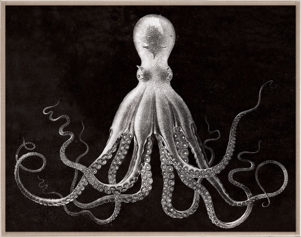 Natural Curiosities Lord Bodner in Black