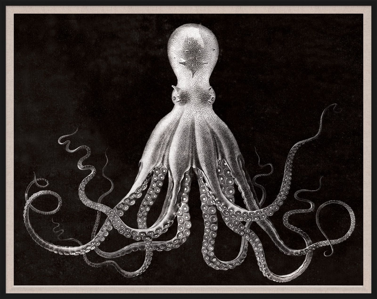 Natural Curiosities Lord Bodner in Black