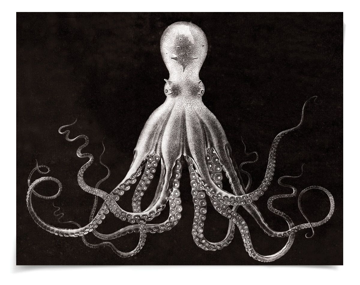 Natural Curiosities Lord Bodner in Black