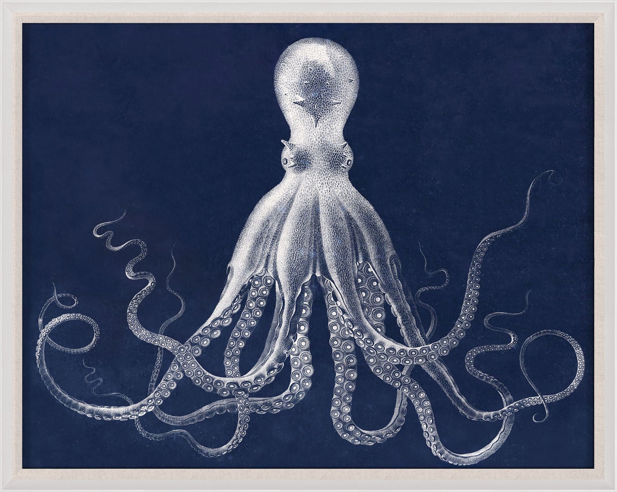 Natural Curiosities Lord Bodner in Blue