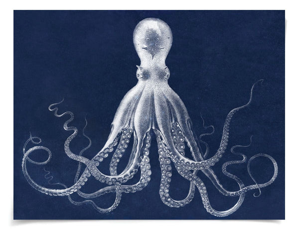Natural Curiosities Lord Bodner in Blue