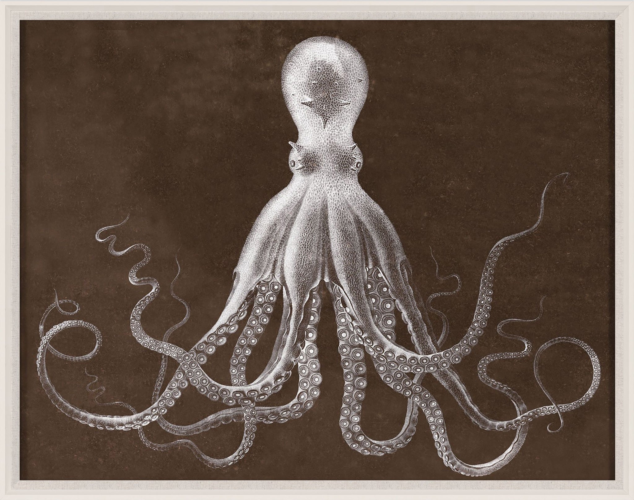 Natural Curiosities Lord Bodner in Brown