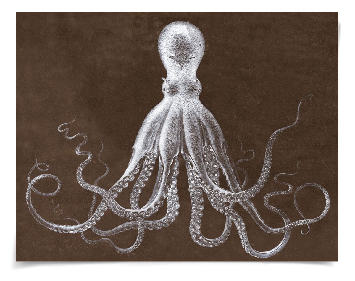 Natural Curiosities Lord Bodner in Brown