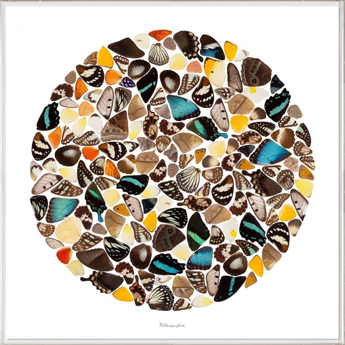 Jonathan Adler Metamorphic Wall Art