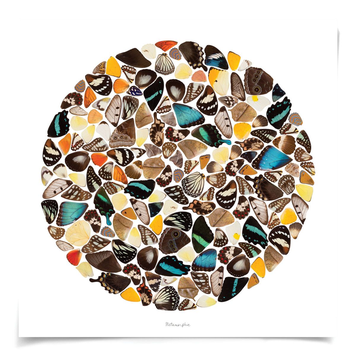 Jonathan Adler Metamorphic Wall Art