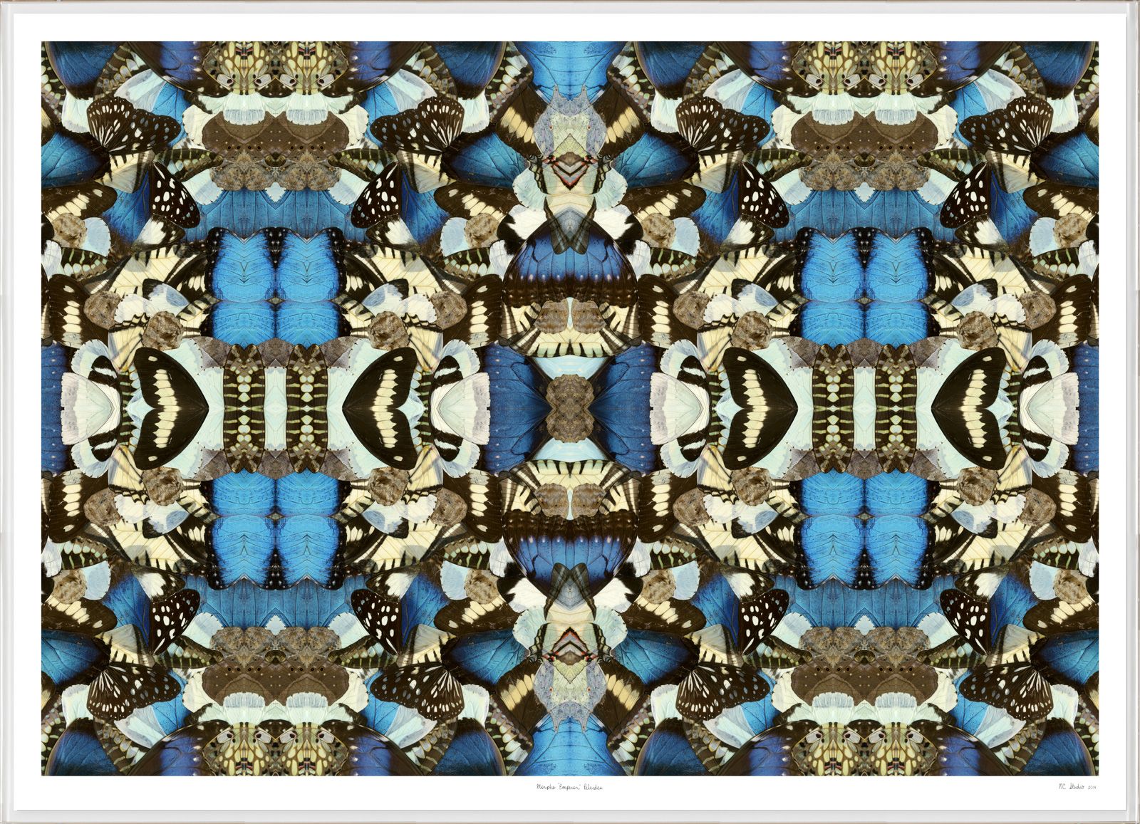 Morpho Emperor Peleides Art by Natural Curiosities