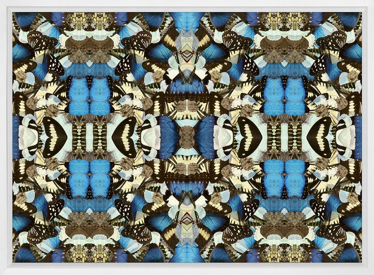 Morpho Emperor Peleides Art by Natural Curiosities