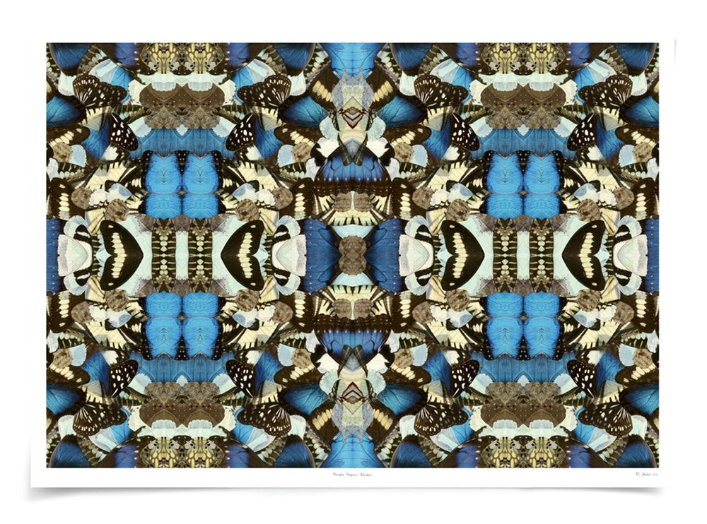 Morpho Emperor Peleides Art by Natural Curiosities