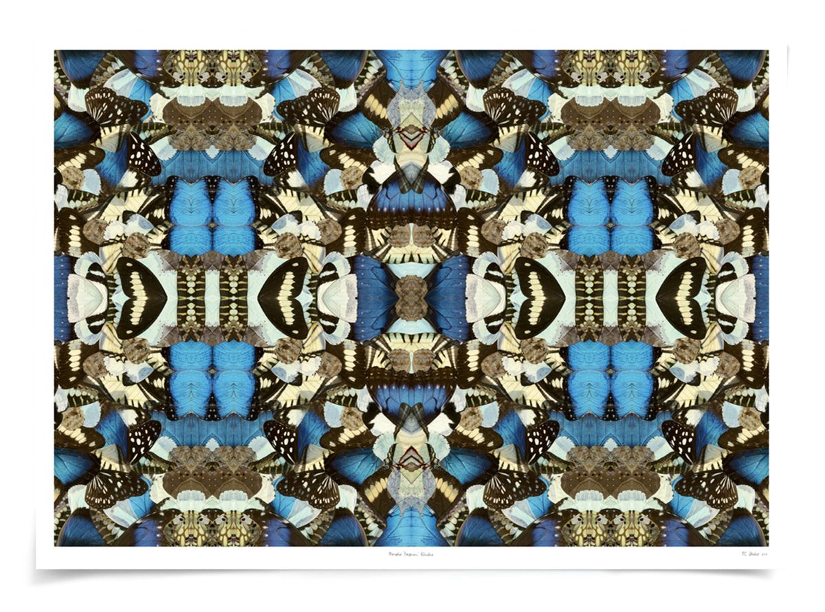 Morpho Emperor Peleides Art by Natural Curiosities