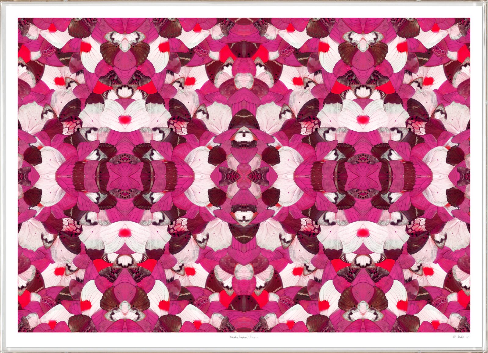 Morpho Pink Butterfly Wing Art by Natural Curiosities