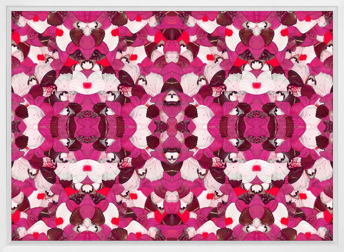 Morpho Pink Butterfly Wing Art by Natural Curiosities