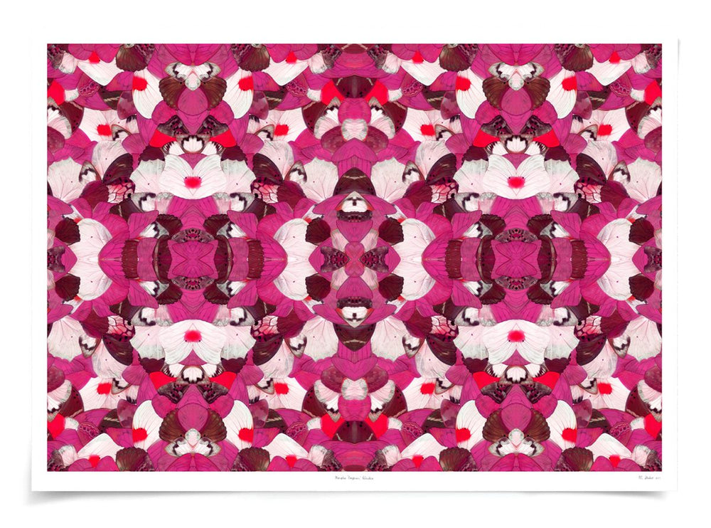 Morpho Pink Butterfly Wing Art by Natural Curiosities