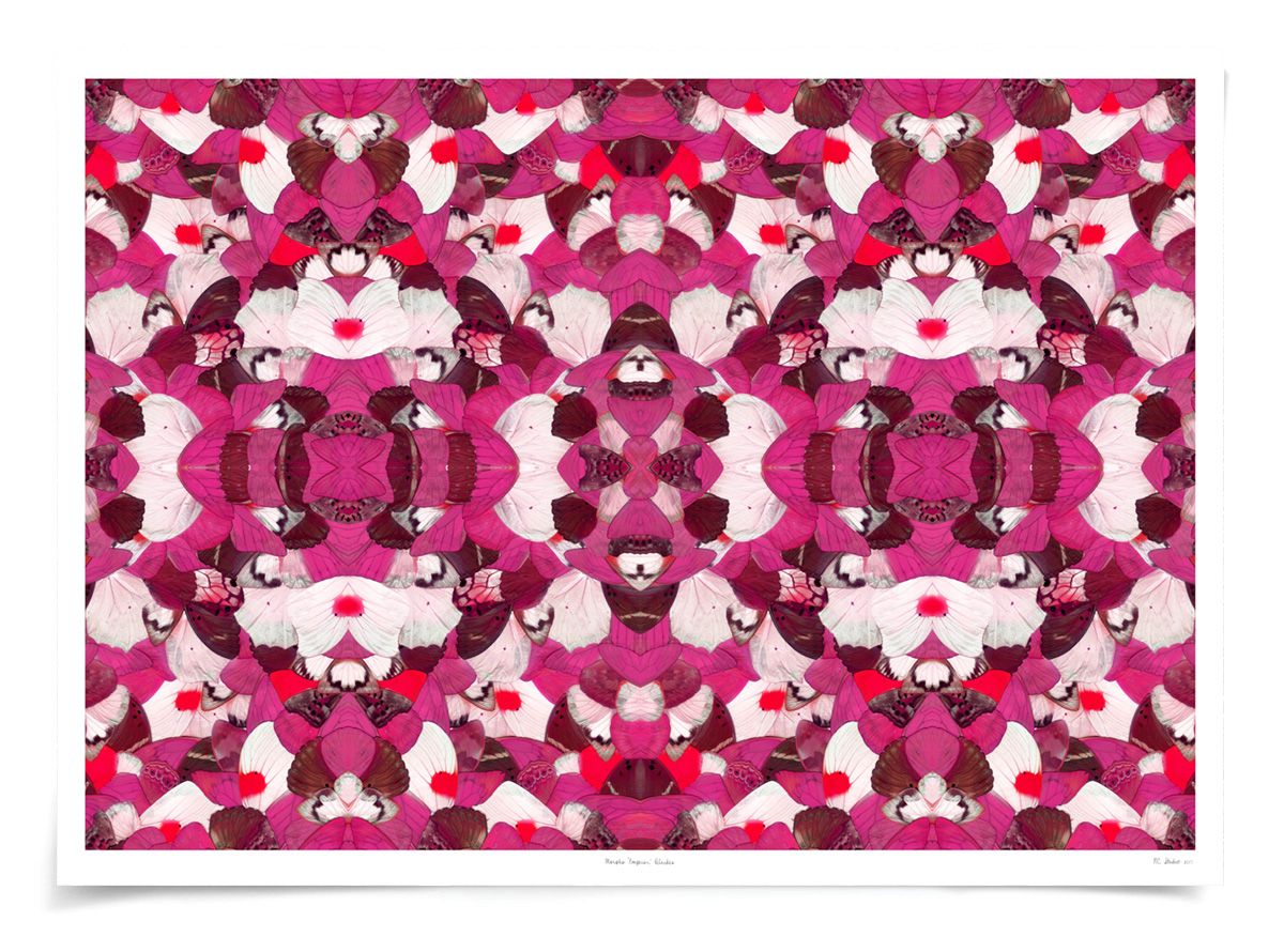 Morpho Pink Butterfly Wing Art by Natural Curiosities