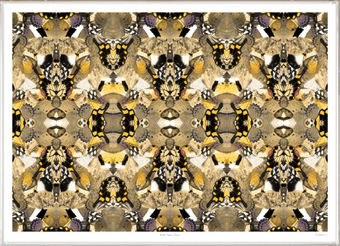 Morpho Yellow Butterfly Wing Art by Natural Curiosities