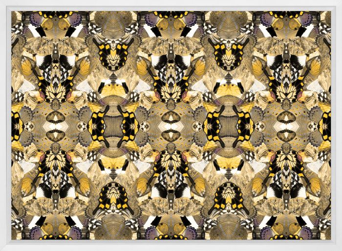 Morpho Yellow Butterfly Wing Art by Natural Curiosities