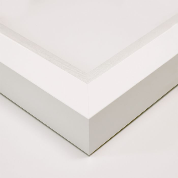 Morpho Pink Butterfly Wing Art by Natural Curiosities