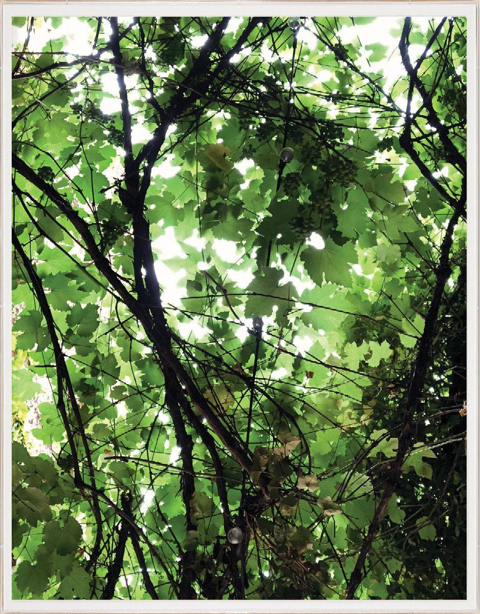 Nature Light 1 by Natural Curiosities