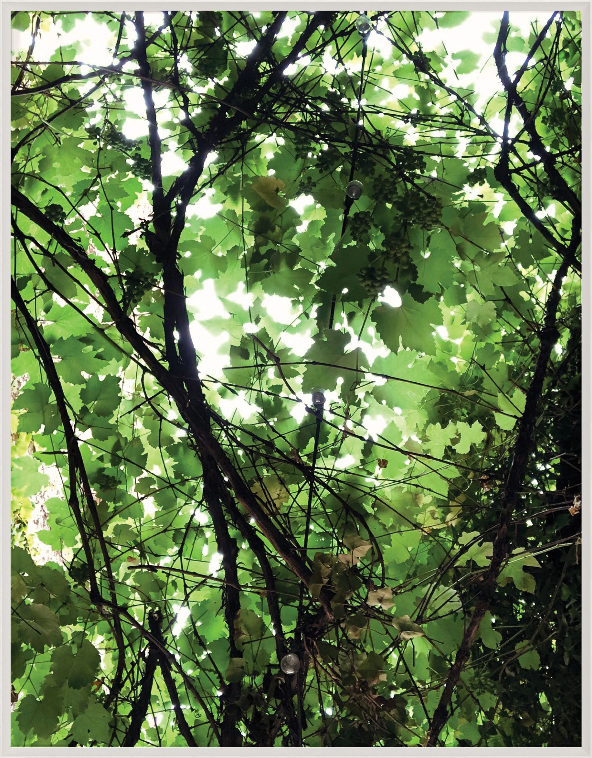 Nature Light 1 by Natural Curiosities