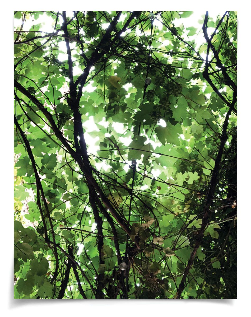 Nature Light 1 by Natural Curiosities