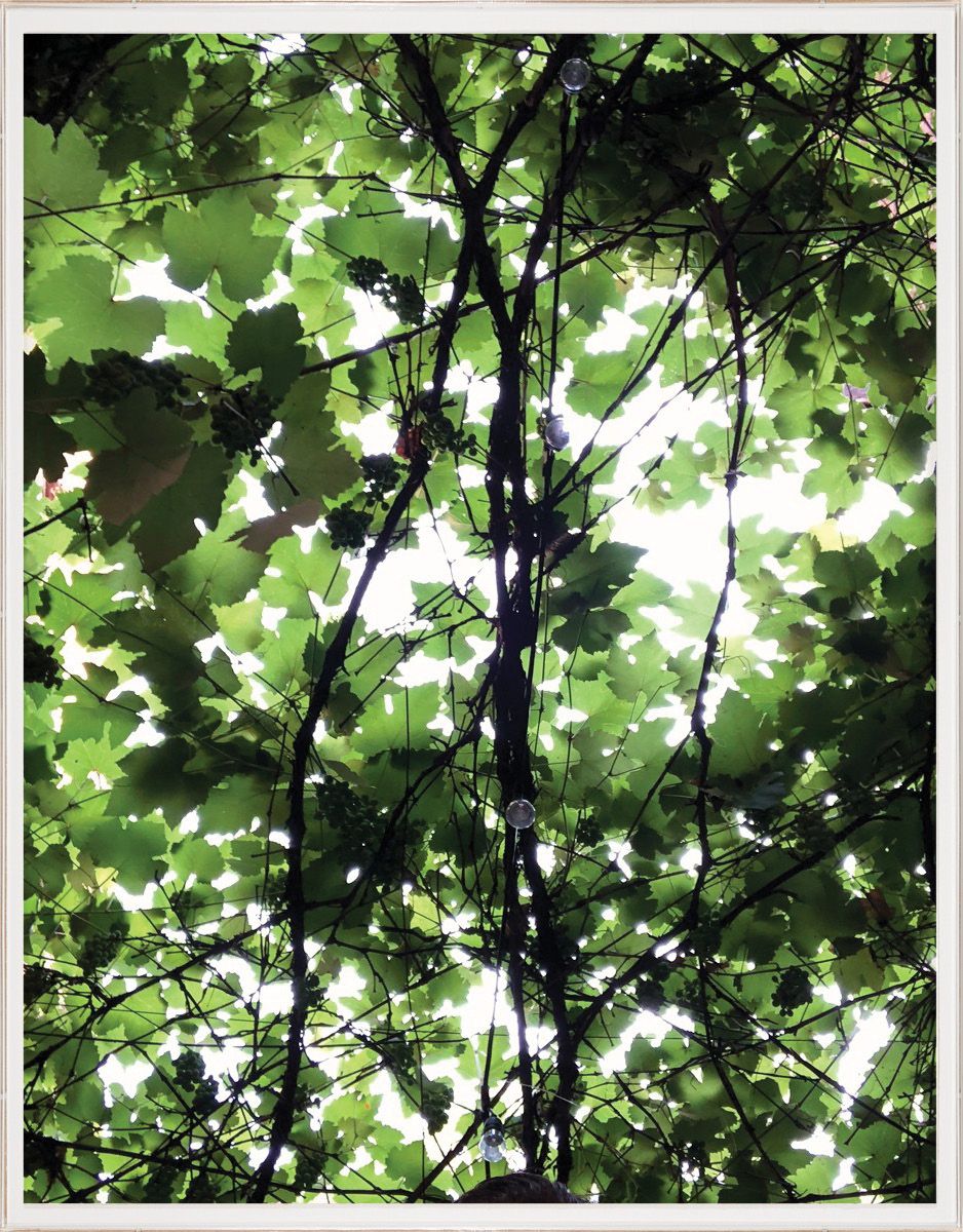 Nature Light 2 by Natural Curiosities