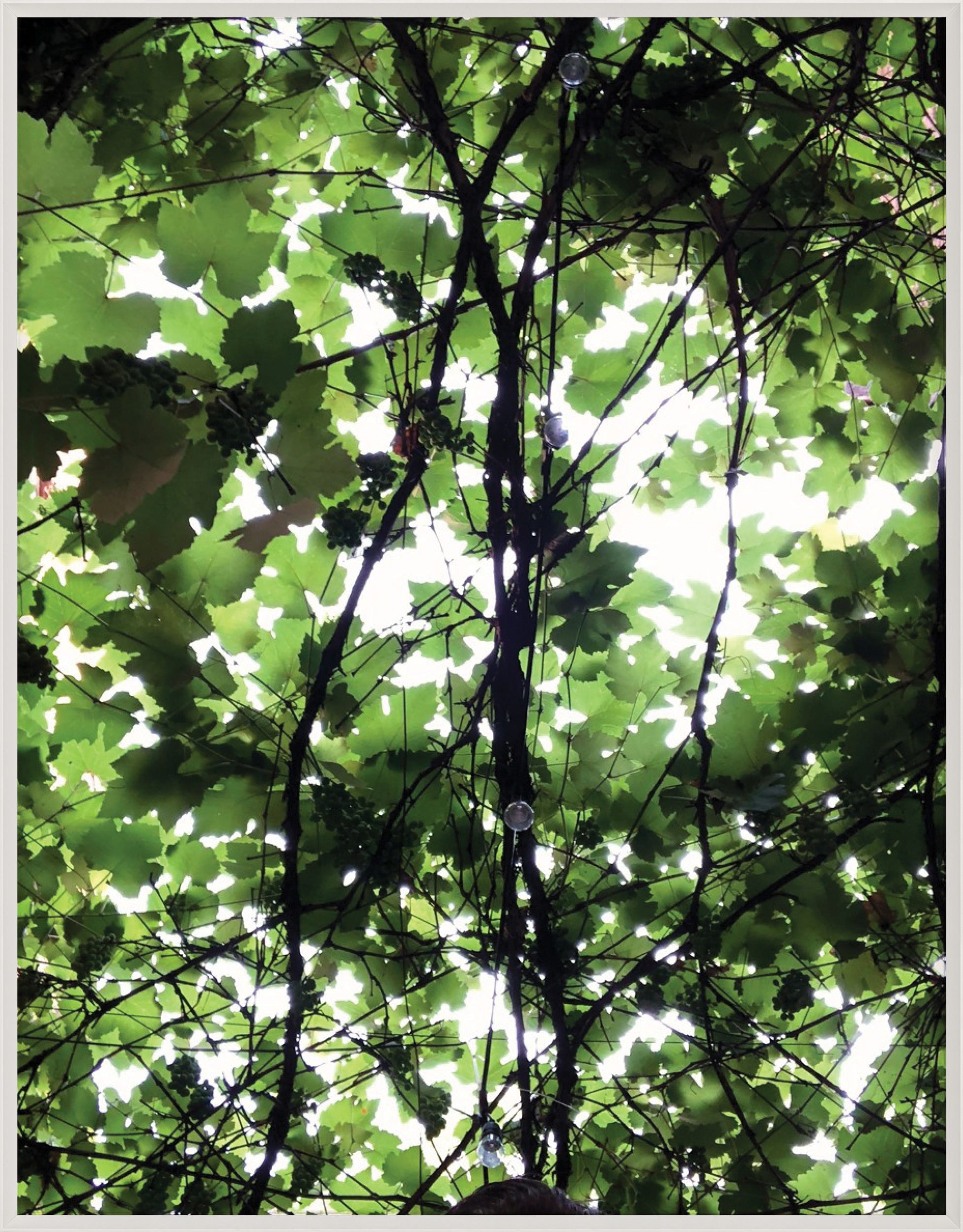 Nature Light 2 by Natural Curiosities