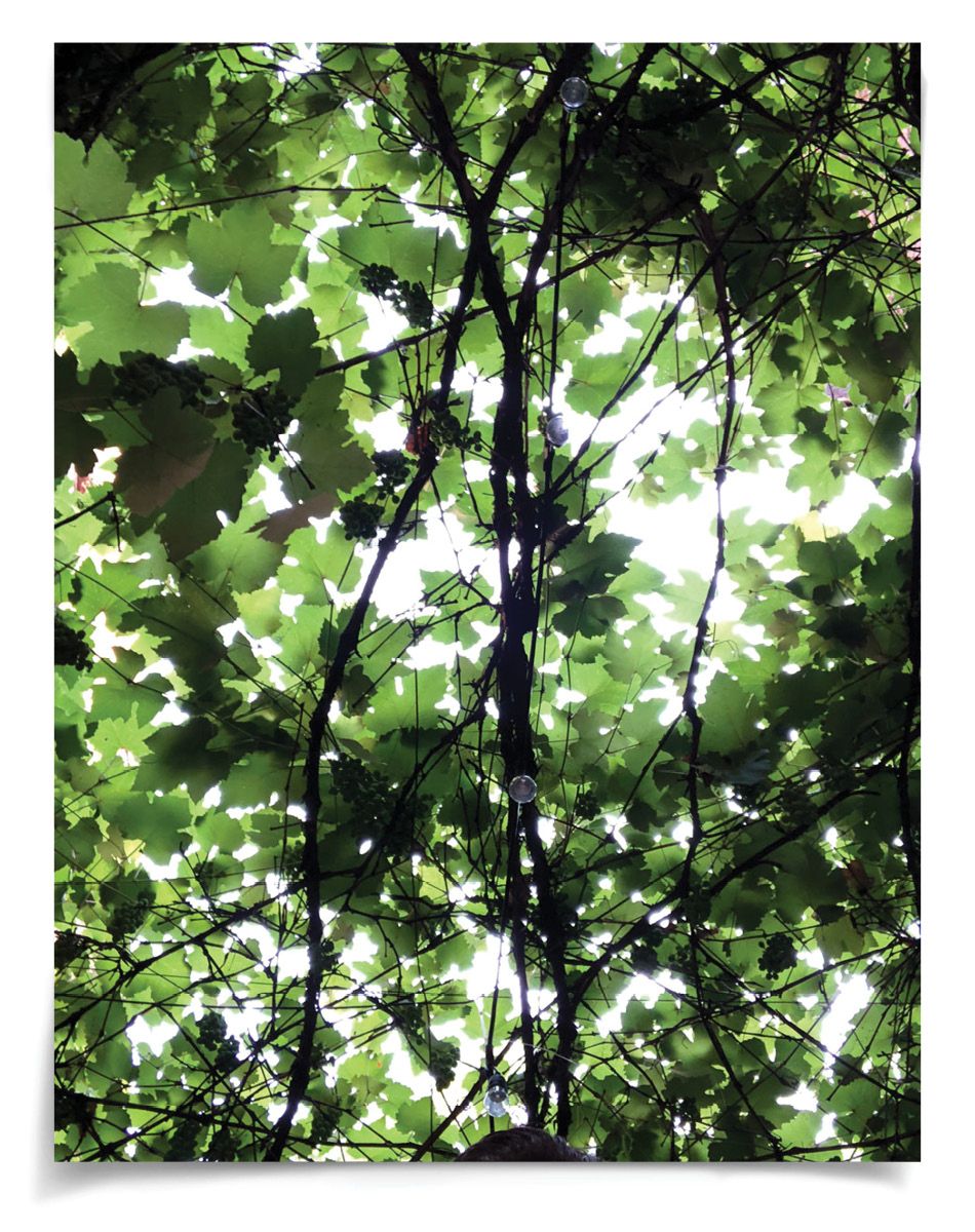 Nature Light 2 by Natural Curiosities