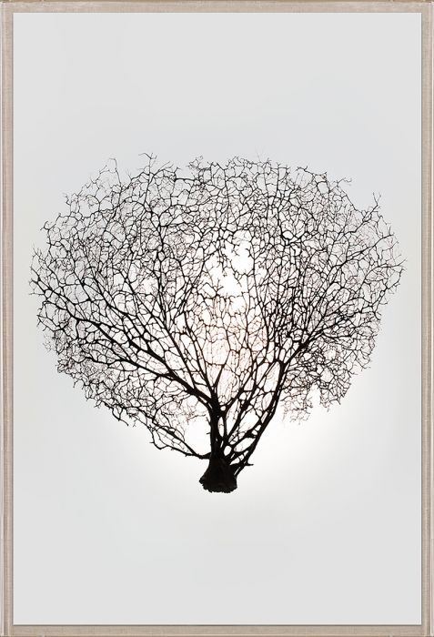 Natural Curiosities Nature Sea Fan Art Series