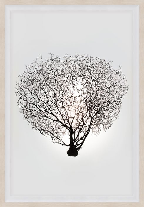 Natural Curiosities Nature Sea Fan Art