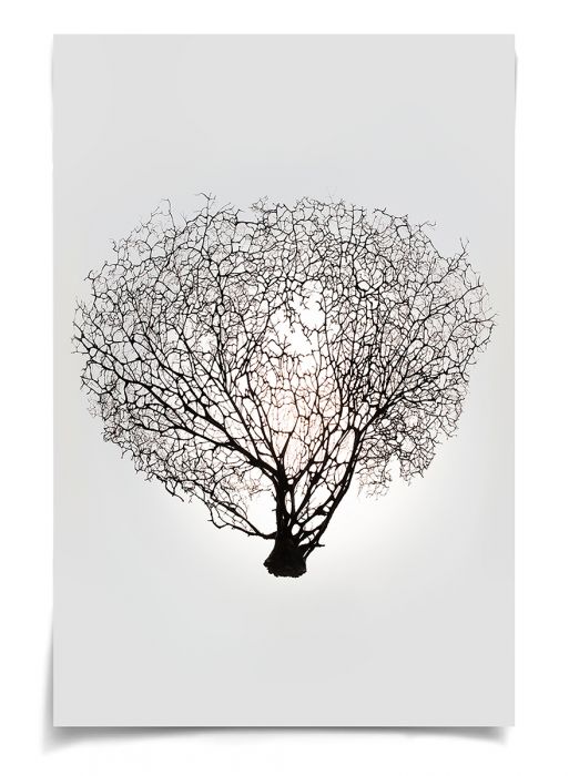 Natural Curiosities Nature Sea Fan Art