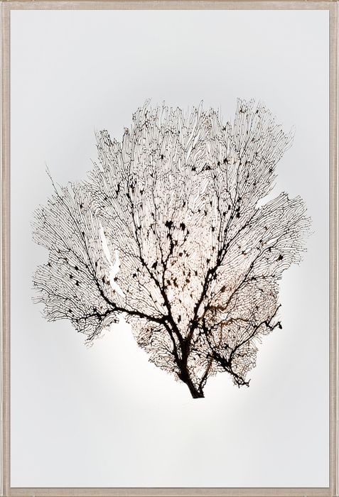 Natural Curiosities Nature Sea Fan Art Series