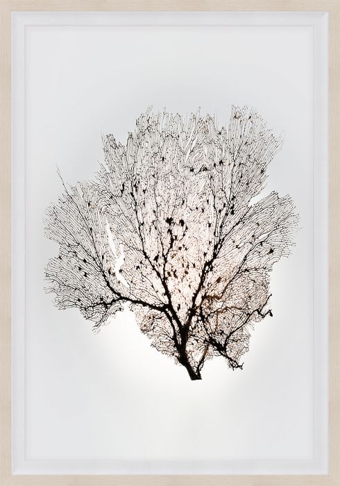 Natural Curiosities Nature Sea Fan Art Series