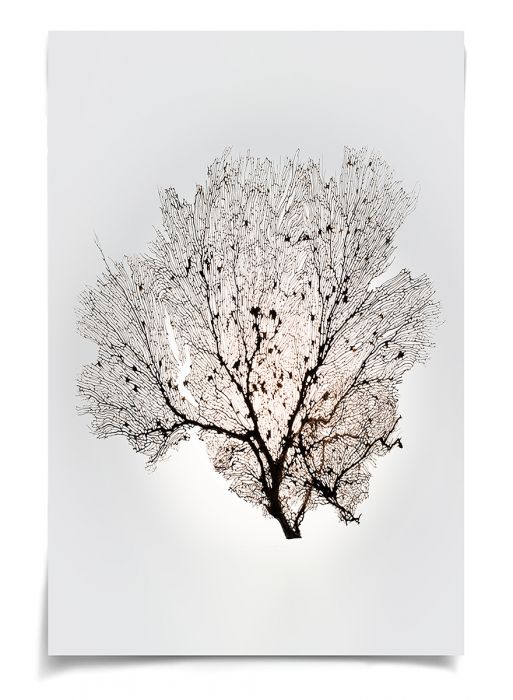 Natural Curiosities Nature Sea Fan Art