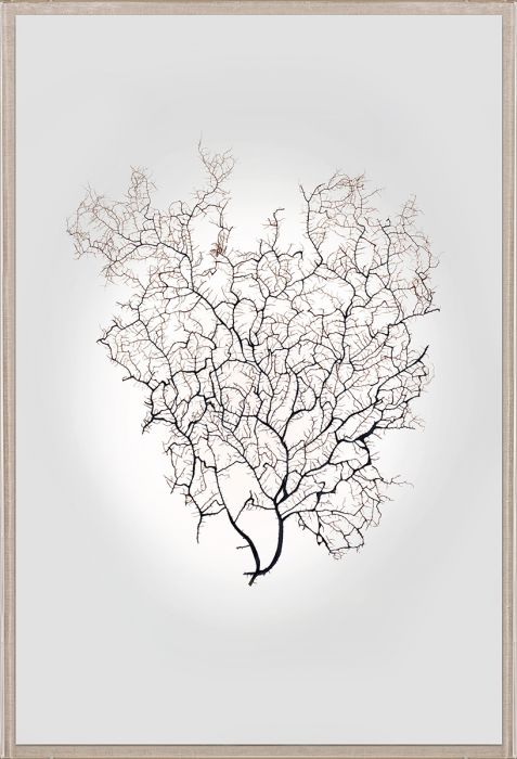 Natural Curiosities Nature Sea Fan Art Series