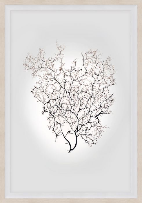 Natural Curiosities Nature Sea Fan Art