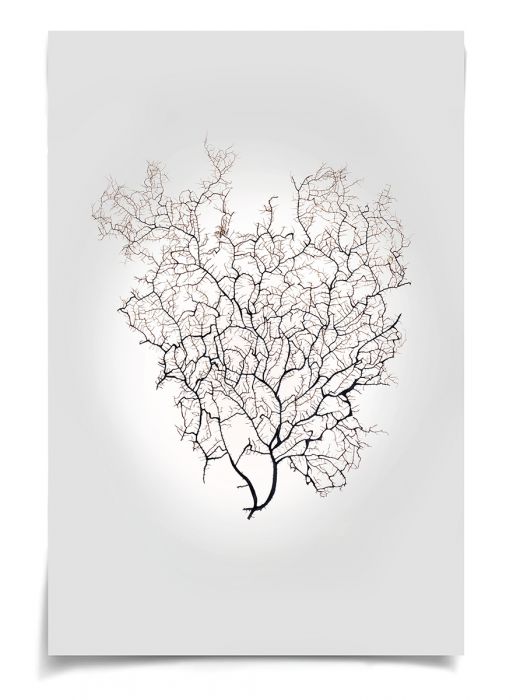 Natural Curiosities Nature Sea Fan Art