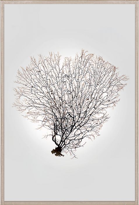 Natural Curiosities Nature Sea Fan Art Series
