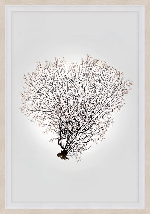 Natural Curiosities Nature Sea Fan Art Series