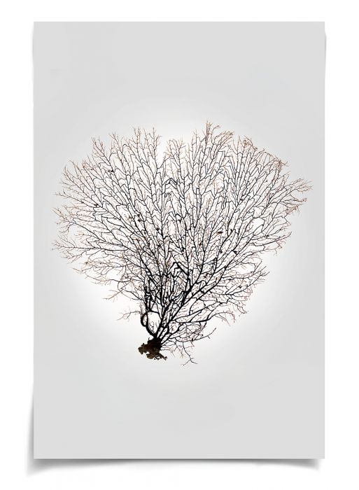Natural Curiosities Nature Sea Fan Art Series