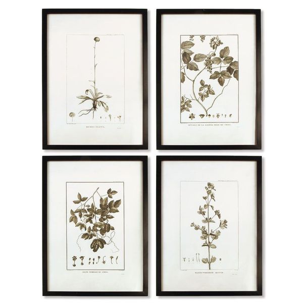 Framed Sepia Tone Botanical Prints, Set Of 4