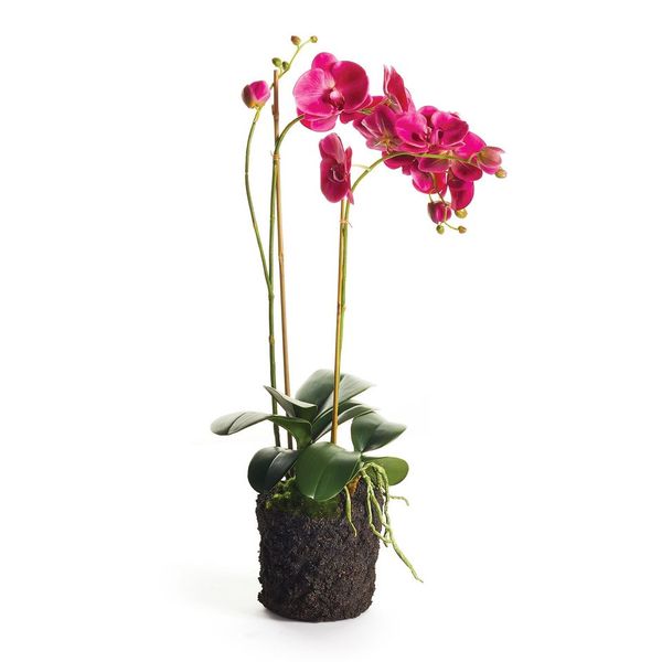 Phalaenopsis X 2 Drop In 29"