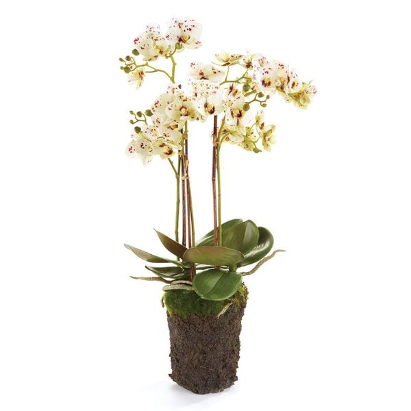 Phalaenopsis Orchid Drop In 20"