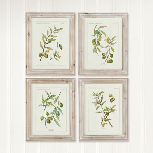 Framed Olive Leaf Botanical Prints, Set Of 4