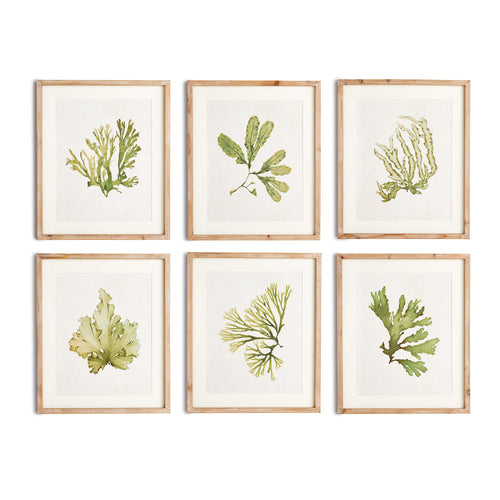 Kelp Prints, Set Of 6