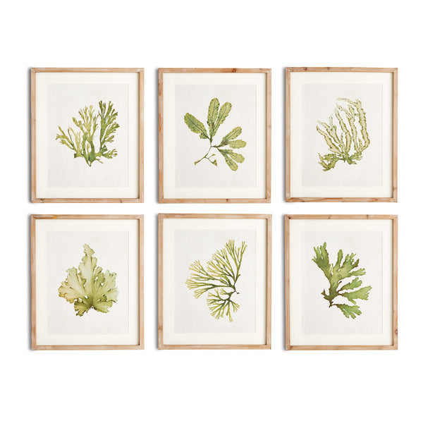 Kelp Prints, Set Of 6