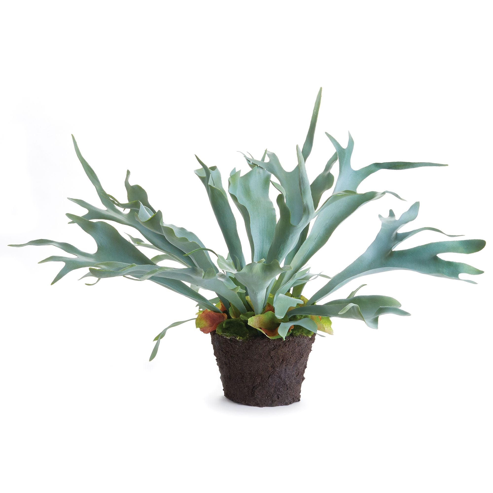 Staghorn Fern Drop In 21"
