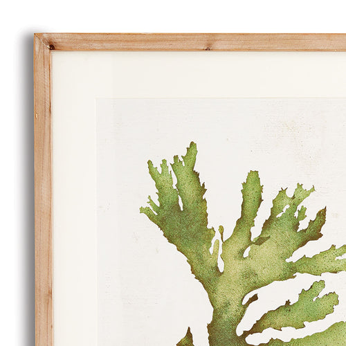 Kelp Prints, Set Of 6